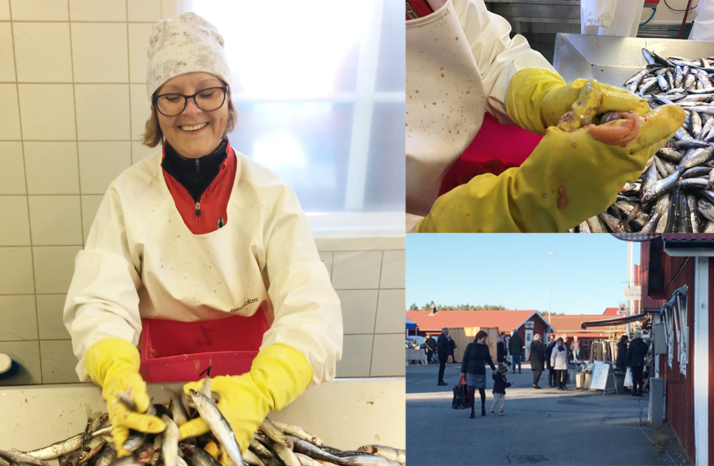 Löjrommens dag i fiskehamnen Spiken