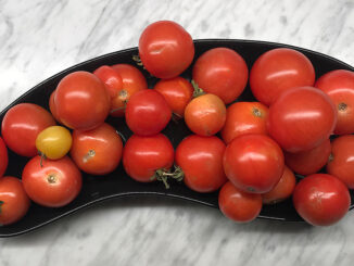 Små tomater röda -de sista i sitt slag