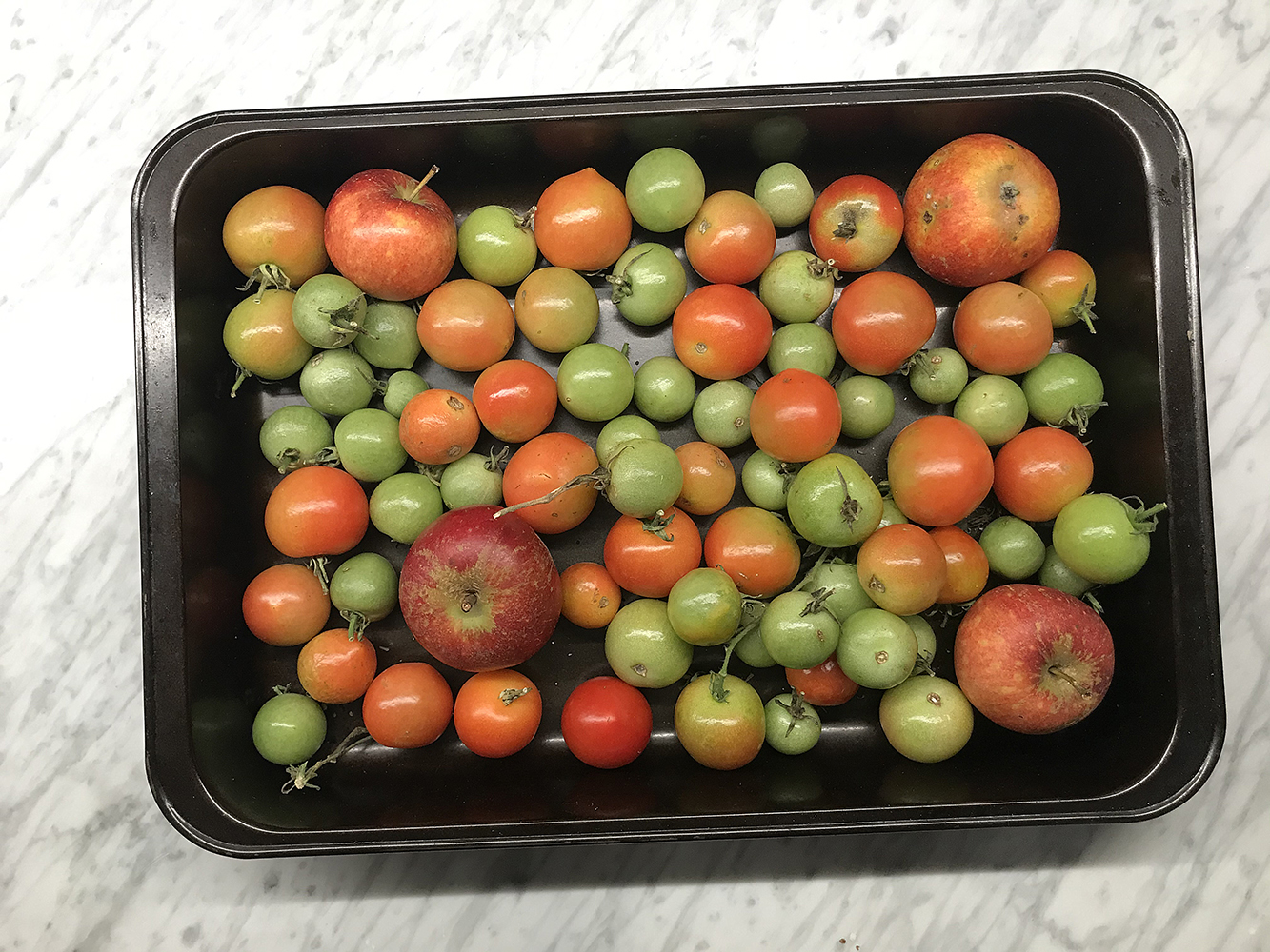 Små tomater röda -mognar