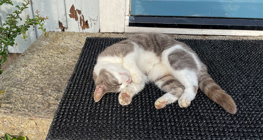 Sol vind och katten -På Öland menar man allvar