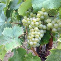 Dreissigacker Riesling Grapes Dreissigacker Riesling Grapes