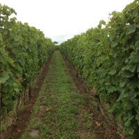 Dreissigacker vinodling Dreissigacker vinodling