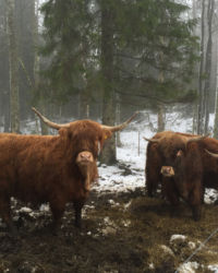 Highland Cattle