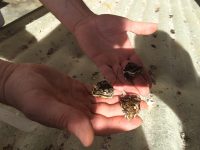 Babyostron Babyostron