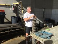 Ostronodlare Ostronodlare