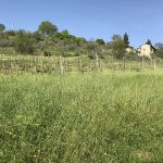 Husbehovsodling