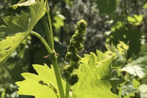 Det Knoppas I Toscana Det Knoppas I Toscana