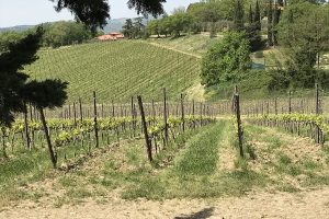 Redo för blommning Vinrankor på rad