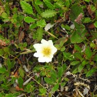 Fjällsippa Fjällsippa