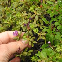 Lapsk Alpros Lapsk Alpros