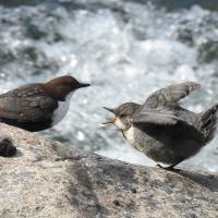 Strömstare matar sin unge Strömstare matar sin unge